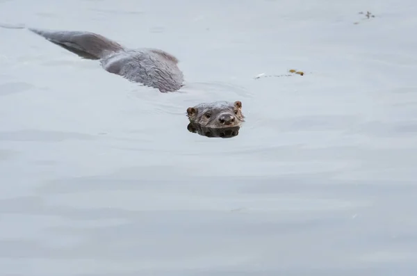 Wilder Flussotter Tier Natur Fauna — Stockfoto