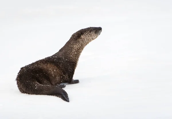 River Otter Estado Salvaje Animal Naturaleza Fauna — Foto de Stock