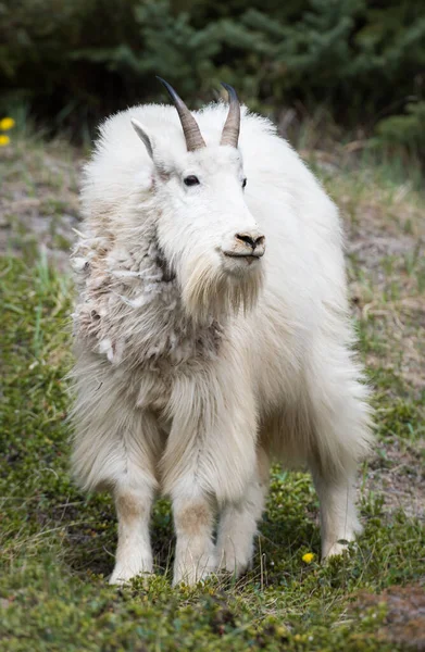 Mountain Goat Dier Natuur Fauna — Stockfoto