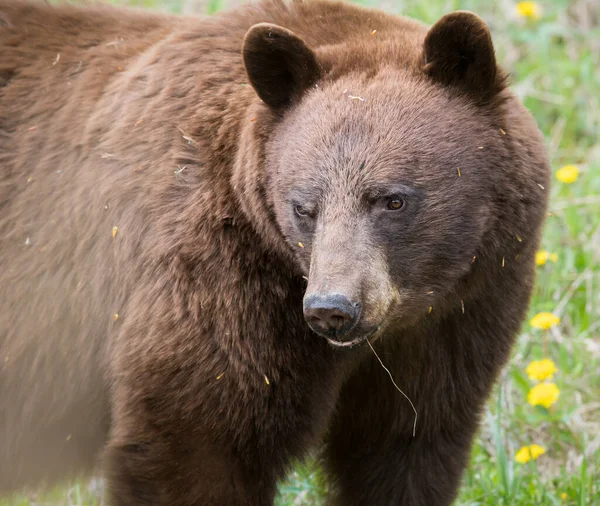 Oso Negro Estado Salvaje Animal Naturaleza Fauna — Foto de Stock