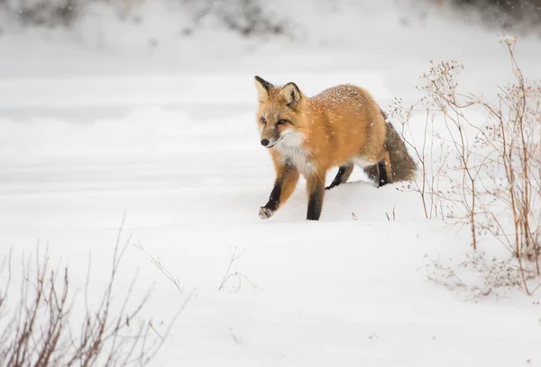 Raposa Vermelha Selvagem Inverno Natureza Fauna — Fotografia de Stock