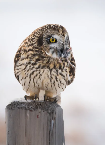 Sowa Dziczy Ptaszyno Natura Fauna — Zdjęcie stockowe