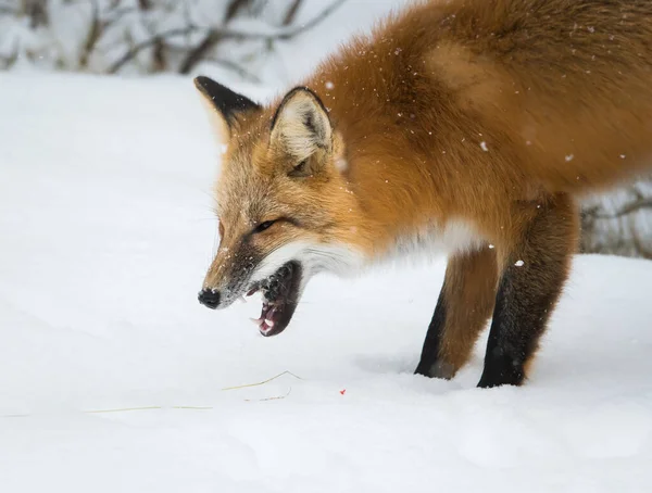 Άγρια Κόκκινη Αλεπού Χειμώνα Φύση Πανίδα — Φωτογραφία Αρχείου
