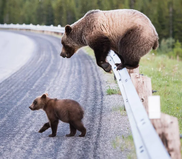 Niedźwiedzie Grizzly Dziczy Zwierzęta Natura Fauna — Zdjęcie stockowe