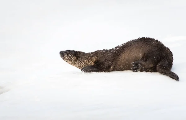 River Otter Invierno Naturaleza Fauna —  Fotos de Stock