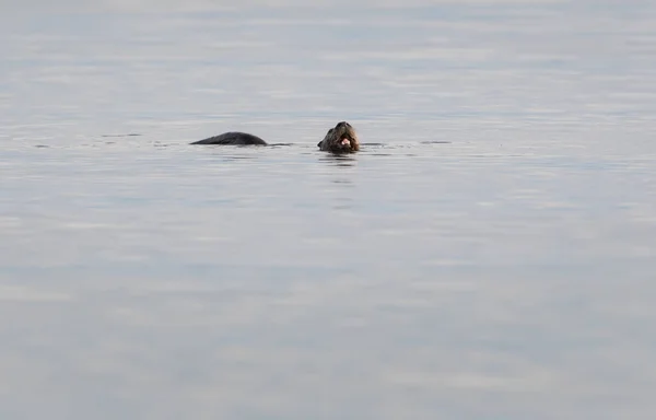 Flussotter Freier Wildbahn Tier Natur Fauna — Stockfoto