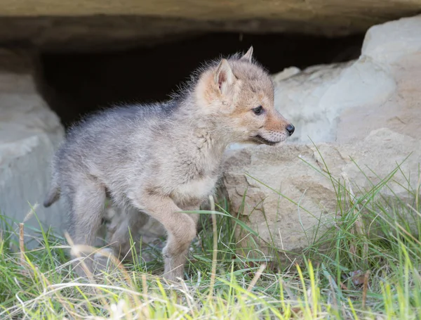 Coyote Het Wild Dier Natuur Fauna — Stockfoto