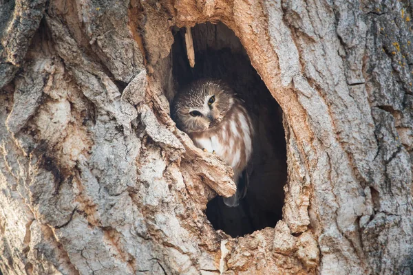 Uggla Vilt Tillstånd Fågel Natur Fauna — Stockfoto