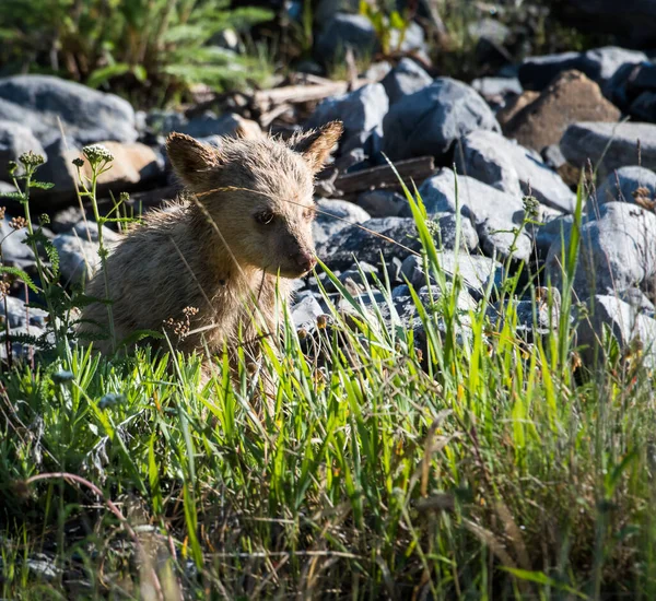 Oso Negro Estado Salvaje Animal Naturaleza Fauna — Foto de Stock