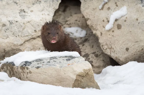 Vahşi vizon, hayvan. Doğa, fauna