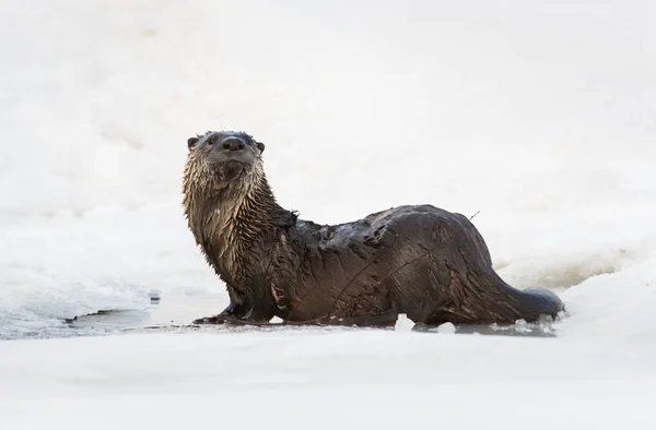 River Otter Winter Nature Fauna — Stock Photo, Image