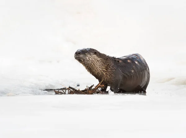 River Otter Winter Nature Fauna — Stock Photo, Image