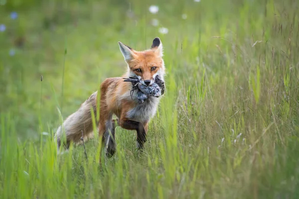 Volpe Rossa Animale Natura Fauna — Foto Stock