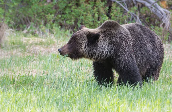 Orso Grizzly Selvatico Natura Fauna — Foto Stock