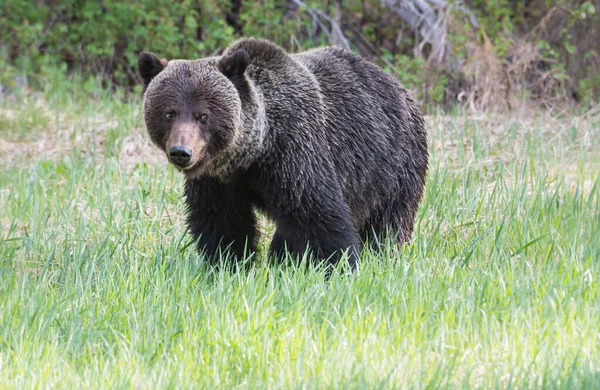 Dziki Niedźwiedź Grizzly Natura Fauna — Zdjęcie stockowe