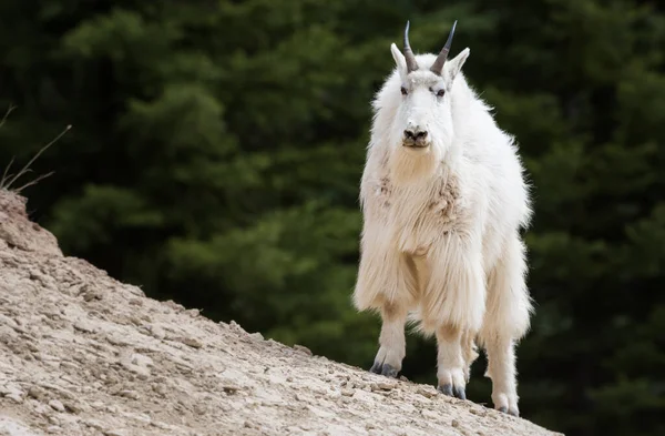 Cabra Montanha Animal Natureza Fauna — Fotografia de Stock