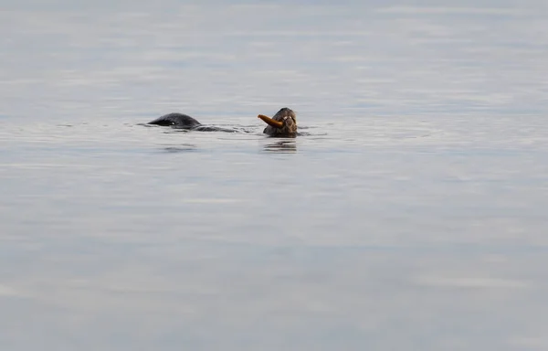 Flussotter Freier Wildbahn Tier Natur Fauna — Stockfoto