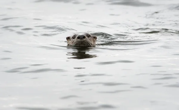 Flussotter Freier Wildbahn Tier Natur Fauna — Stockfoto