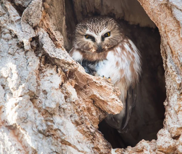 Owl Wild Bird Nature Fauna — Stock Photo, Image