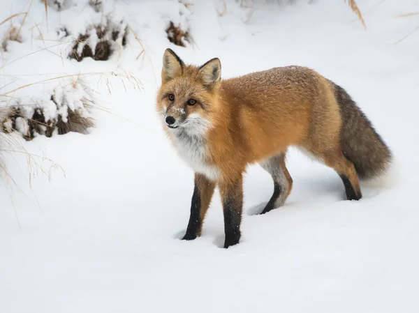 Zorro Rojo Animal Naturaleza Fauna — Foto de Stock