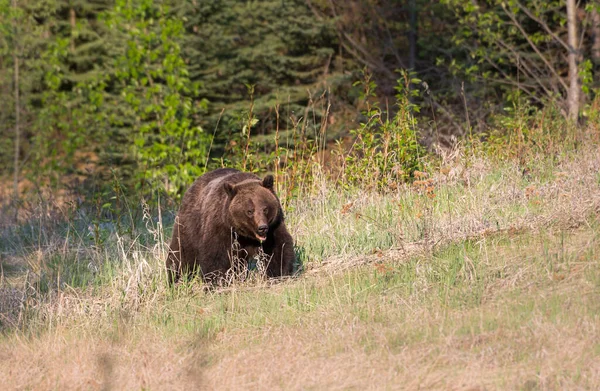Medvěd Grizzly Zvíře Příroda Fauna — Stock fotografie