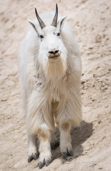 Mountain Goat Animal Nature Fauna — Stock Photo, Image