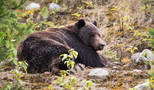Медвежонок Гризли Животное Природа Фауна — стоковое фото