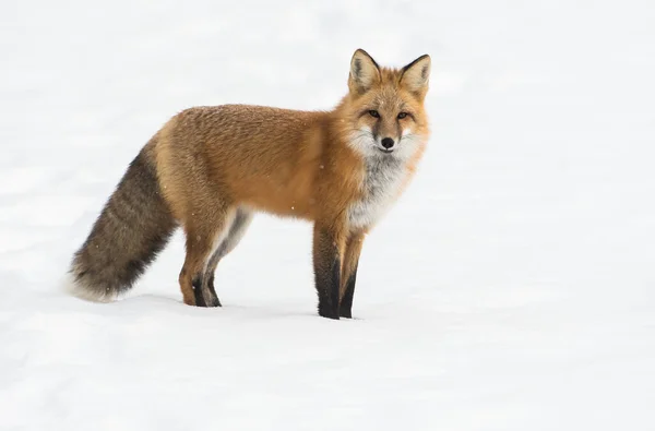 Volpe Rossa Selvatica Natura Fauna — Foto Stock