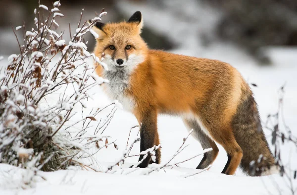 Volpe Rossa Selvatica Inverno Natura Fauna — Foto Stock