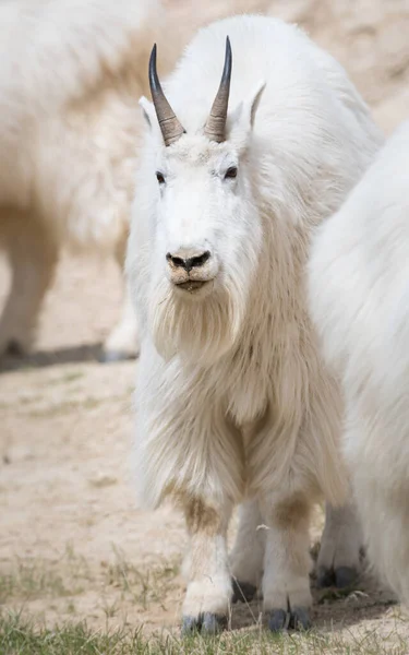 Koza Górska Zwierzę Natura Fauna — Zdjęcie stockowe