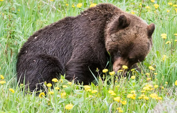 Divoký Medvěd Grizzly Zvíře Příroda Fauna — Stock fotografie