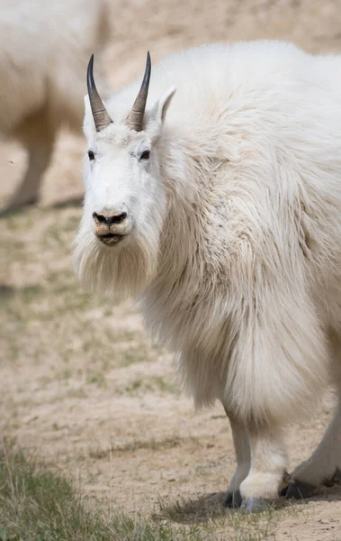 Mountain Goat Animal Nature Fauna — Stock Photo, Image