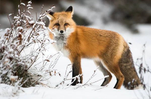 Raposa Vermelha Selvagem Inverno Natureza Fauna — Fotografia de Stock