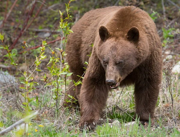 Černý Medvěd Divočině Zvíře Příroda Fauna — Stock fotografie