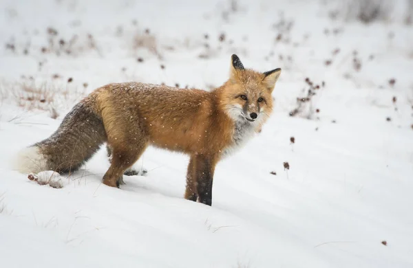 Raposa Vermelha Selvagem Natureza Fauna — Fotografia de Stock