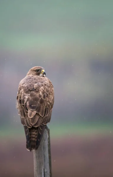 Vahşi Yaşam Şahin Kuş Doğa Fauna — Stok fotoğraf