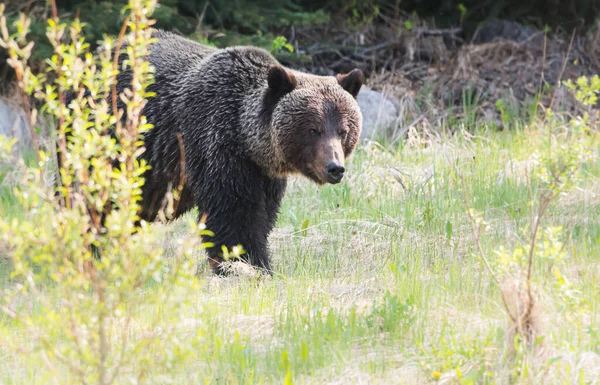 Medvěd Divoký Příroda Fauna — Stock fotografie