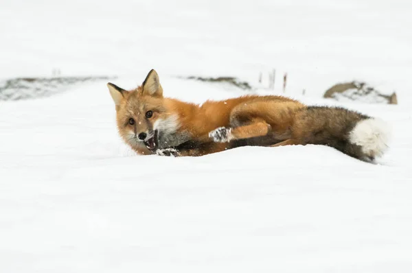 Volpe Rossa Selvatica Inverno Natura Fauna — Foto Stock