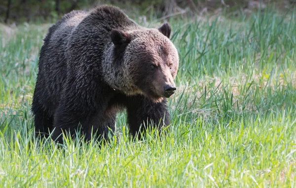 Urso Pardo Selvagem Natureza Fauna — Fotografia de Stock