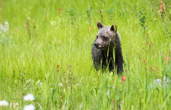 Niedźwiedź Grizzly Zwierzę Natura Fauna — Zdjęcie stockowe