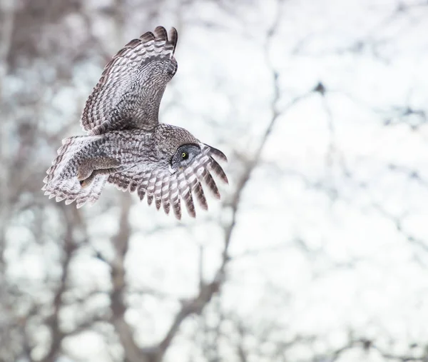 Uggla Vilt Tillstånd Djur Natur Fauna — Stockfoto