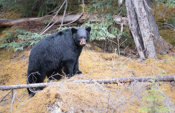 Oso Negro Estado Salvaje Animal Naturaleza Fauna — Foto de Stock