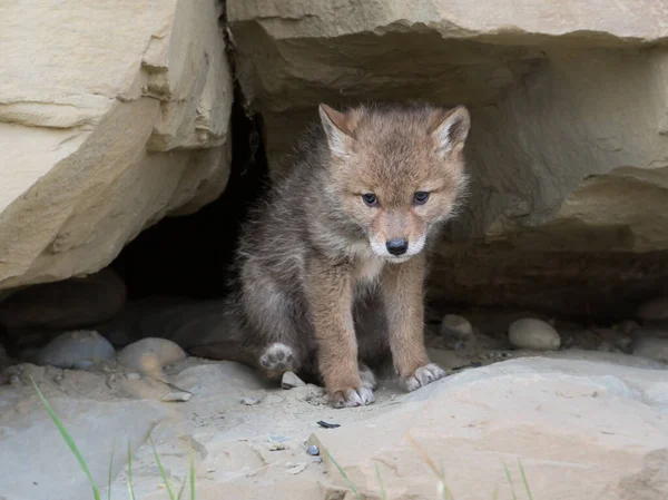 Coyote Natura Animale Natura Fauna — Foto Stock