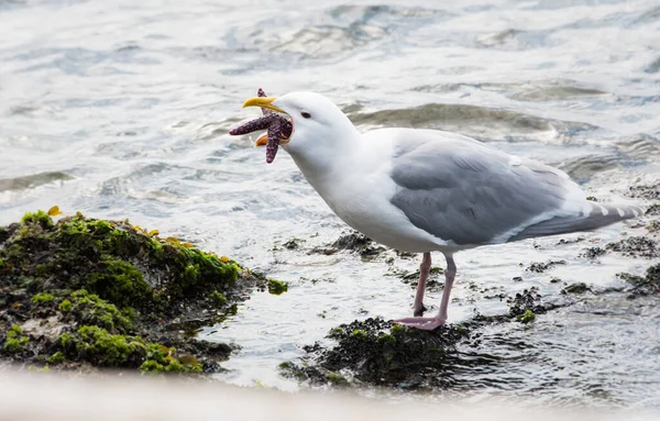 Gaviota Comiendo Una Estrella Mar — Foto de Stock