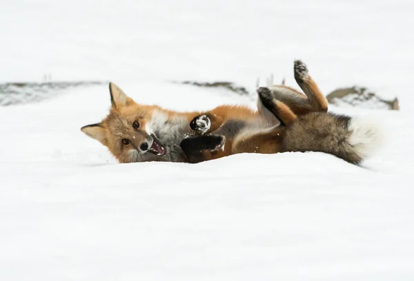 Rotfuchs Winter Natur Fauna — Stockfoto