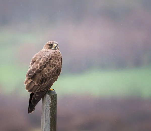 Faune Faucon Oiseau Nature Faune — Photo