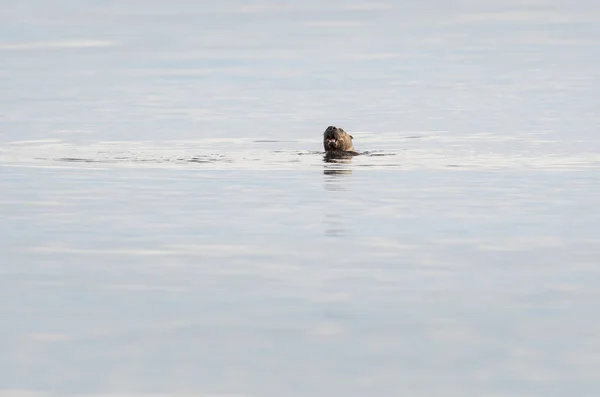 Wild River Otter Animal Naturaleza Fauna — Foto de Stock