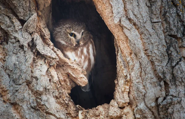 Uggla Vilt Tillstånd Fågel Natur Fauna — Stockfoto