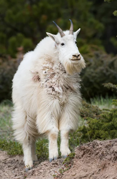 Koza Górska Zwierzę Natura Fauna — Zdjęcie stockowe
