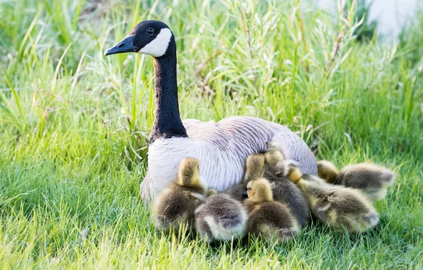 Canada Geese Wild Birds Nature Fauna — Stock Photo, Image